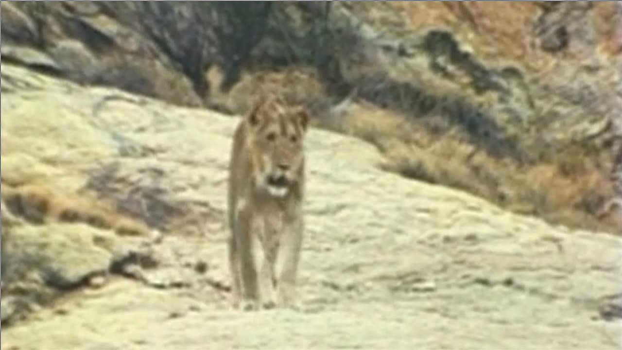 The Lion Who Thought He Was People