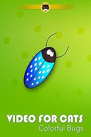 Video for Cats Colorful Bugs