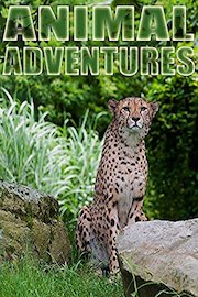Animals Adventures - Fun For Kids and Adults