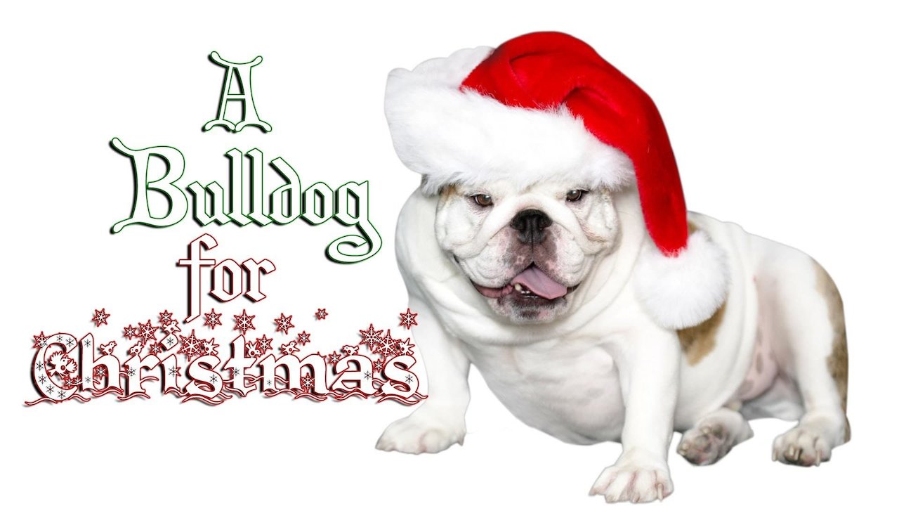 A Bulldog for Christmas