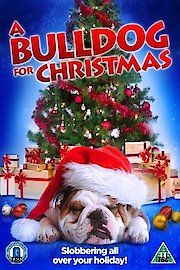 A Bulldog for Christmas