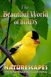 The Beautiful World of Birds