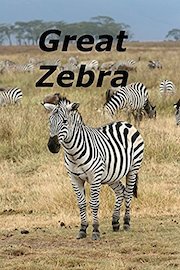 Great Zebra