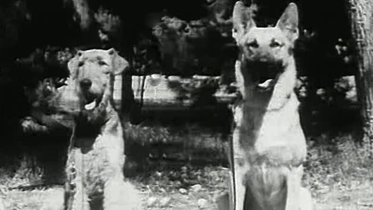 War Dogs - 1942 - Remastered Edition