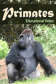 Primates