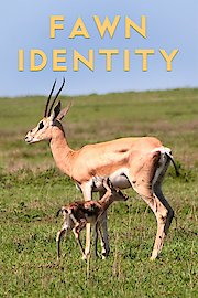 Fawn Identity