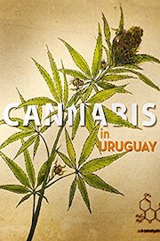 Cannabis in Uruguay