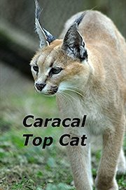 Caracal Top Cat