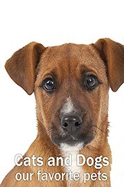 Cats and dogs - Our favorite pets