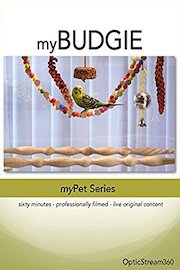 myBudgie