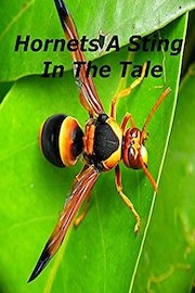 Hornets A Sting In The Tale