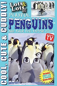 Lots and Lots of Playful Penguins - Cool, Cute and Cuddly Penguins Penguins