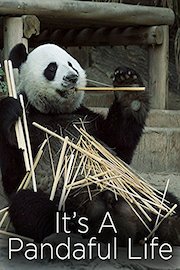 It's a Pandaful Life