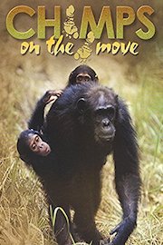 Chimps on the Move