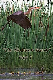 The Northern Marsh: Part 1