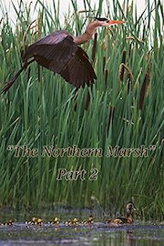 The Northern Marsh: Part 2