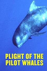 Plight of the Pilot Whales