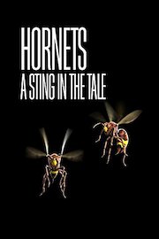 Hornets: A Sting in the Tale
