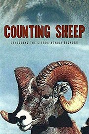 Counting Sheep: Restoring the Sierra Nevada Bighorn