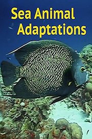 Sea Animal Adaptations