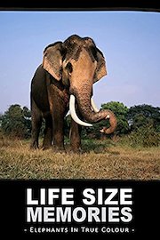Life Size Memories: Elephants in True Colour