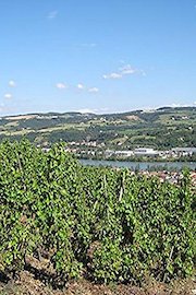 Wine From the Rhone