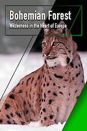 Bohemian Forest - Wilderness in the Heart of Europe