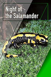 Night of the Salamander