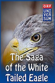 The Saga of the White-Tailed Eagle