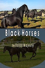 Black Horses. The Royal Majesty