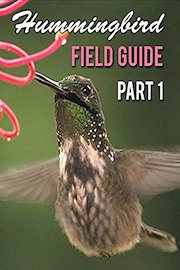 Hummingbird Field Guide Part 1