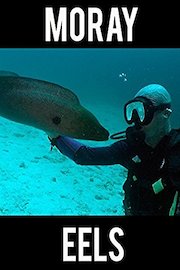 Moray Eels