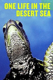 One Life in the Desert Sea