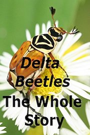 Delta Beetles The Whole Story
