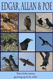 Edgar, Allan & Poe