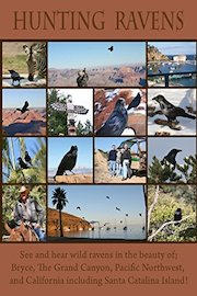 Hunting Ravens