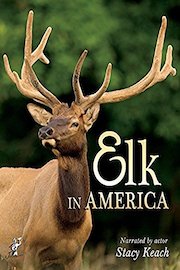 Elk in America
