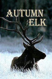 Autumn Elk
