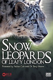 Snow Leopards Of Leafy London