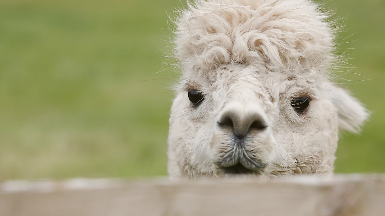 The Farmers Country Showdown