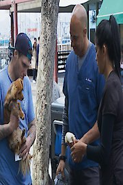 The Street Vet