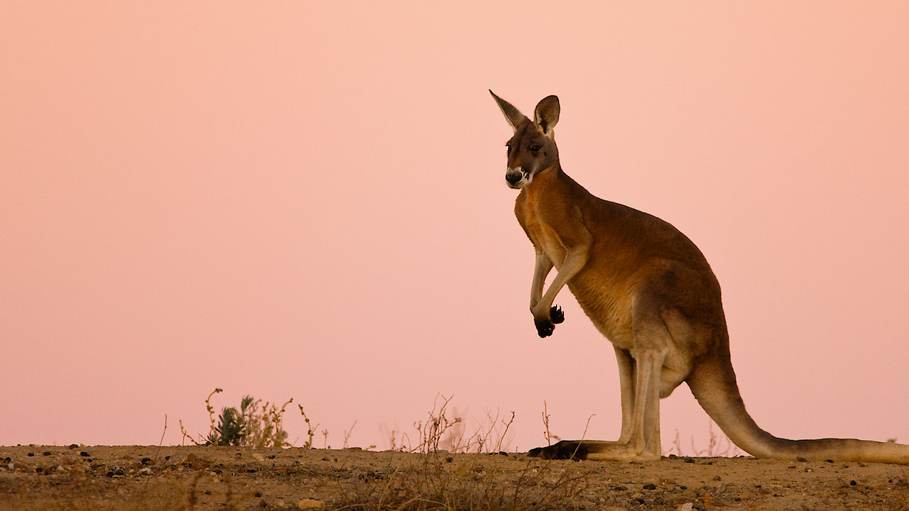 Nature's Great Divide