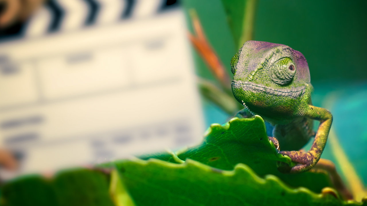 Funny Talking Animals