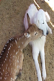 World's Funniest Animals Specials