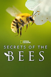Secrets of the Bees