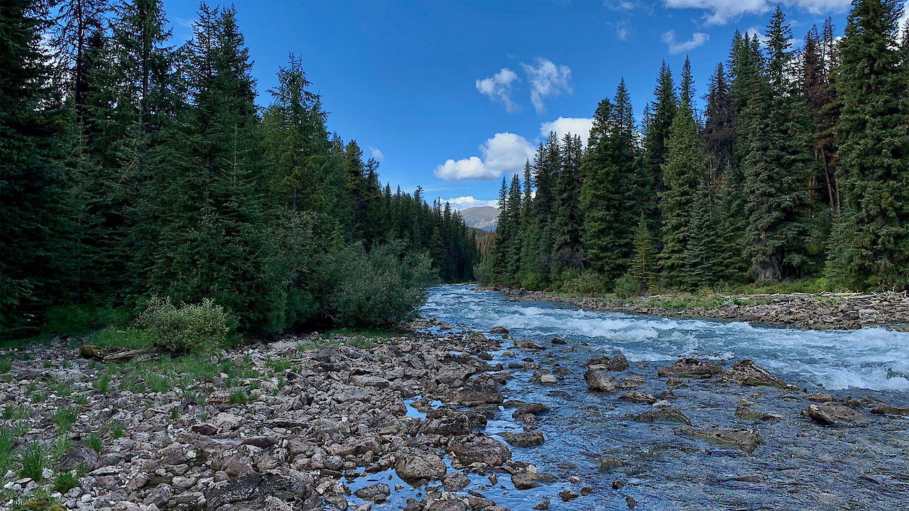 The Issue with Tissue - A Boreal Love Story