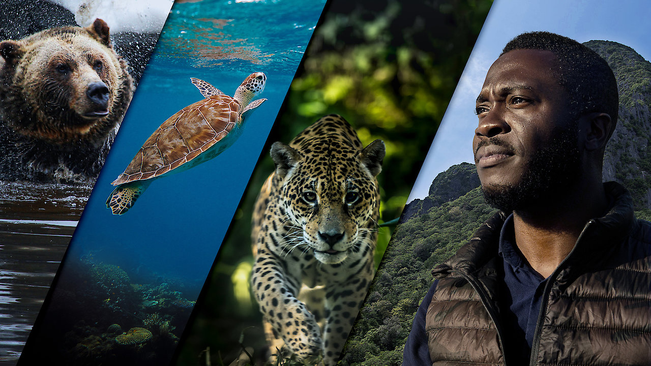 Patrick Aryee's Wild World