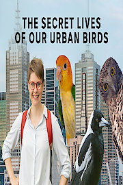 The Secret Lives of our Urban Birds