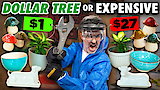 How Durable Are Dollar Store Products?
