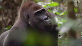Jungle